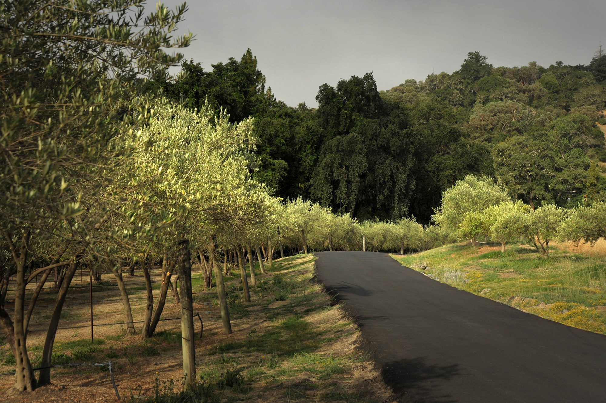 Olive trees