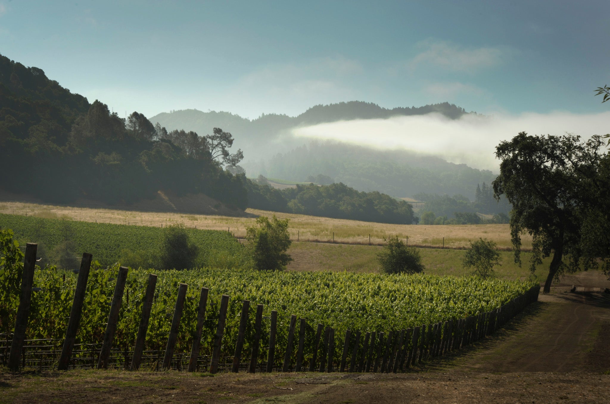 Skipstone vineyards