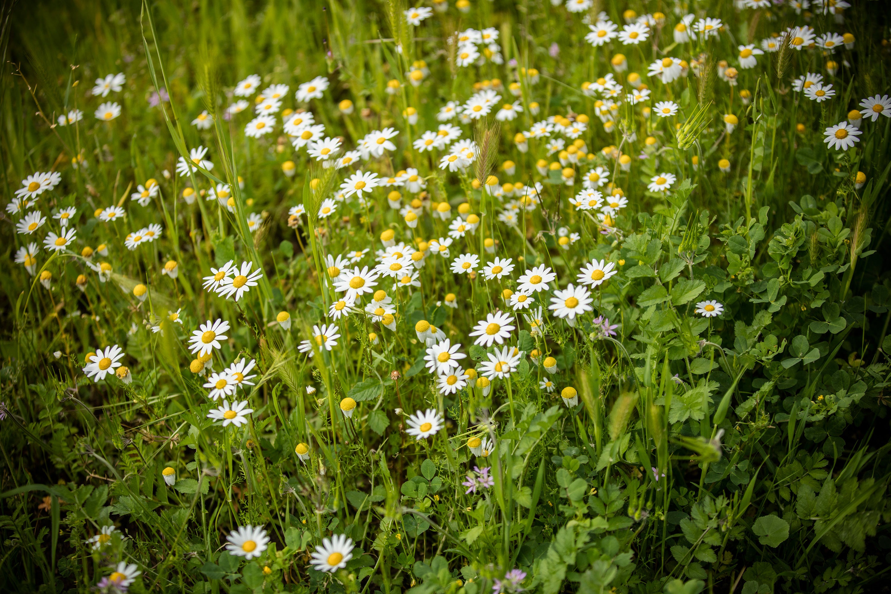 Wildflowers at Skipstone vineyards