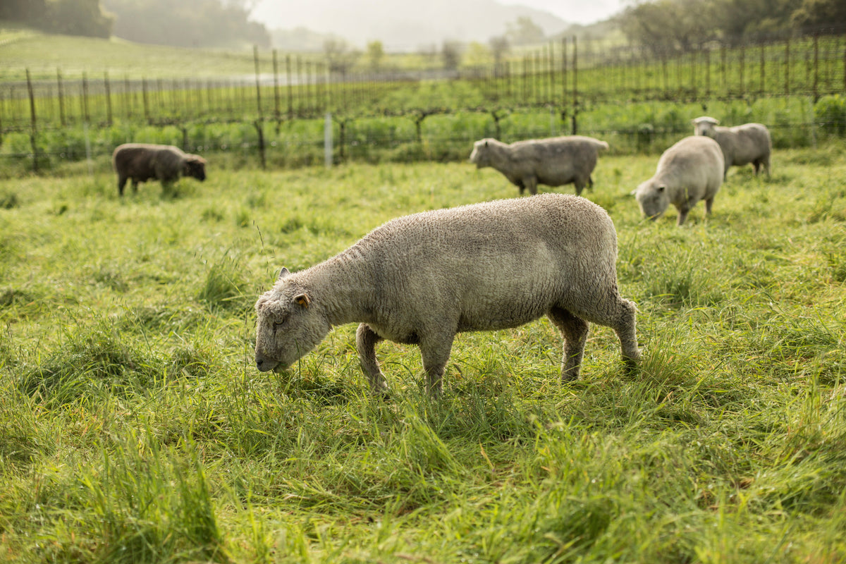 Sheep in Skipstone vineyards