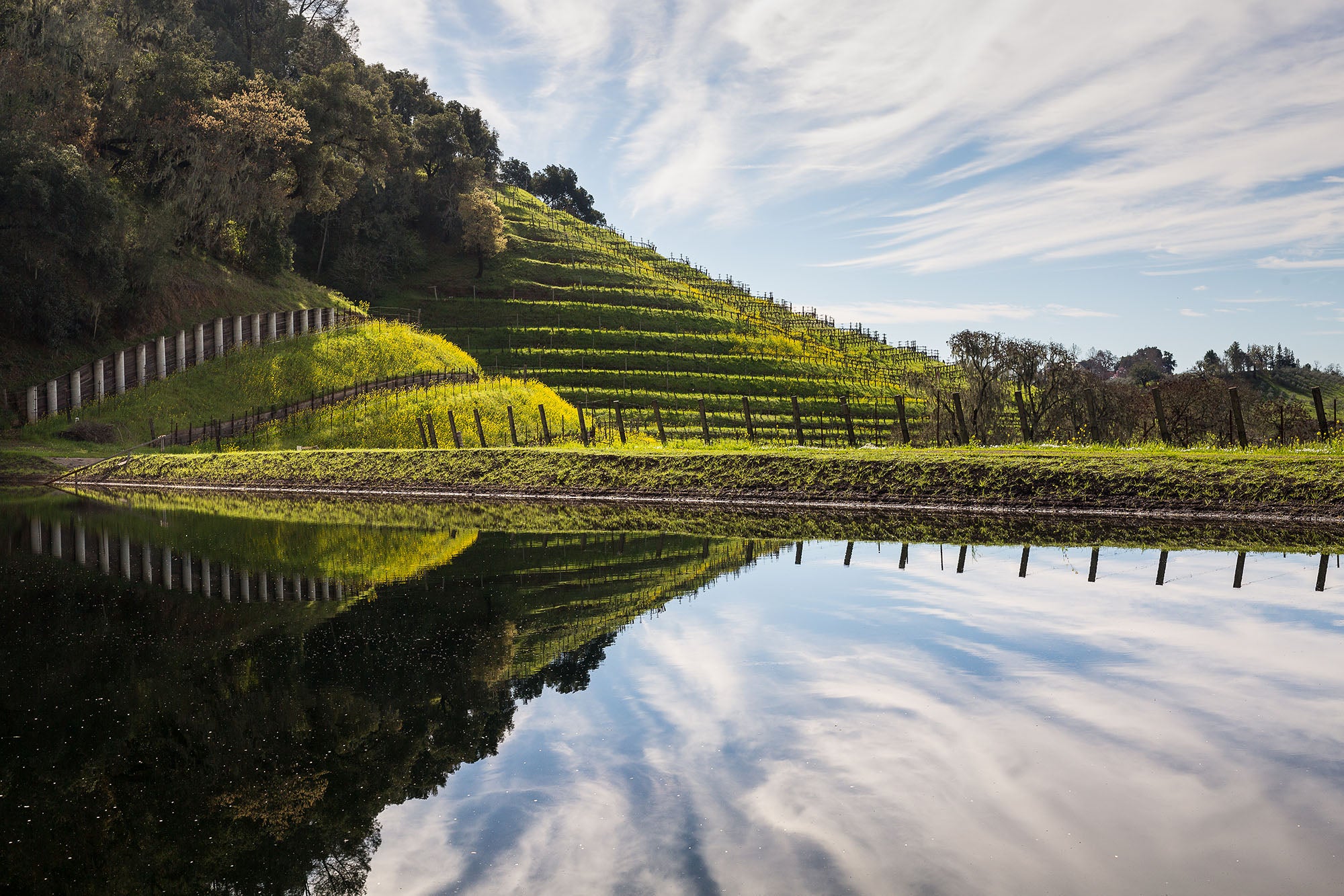 The pond at Skipstone vineyards