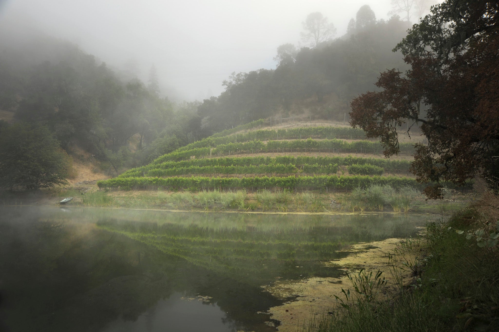 The pond at Skipstone vineyards