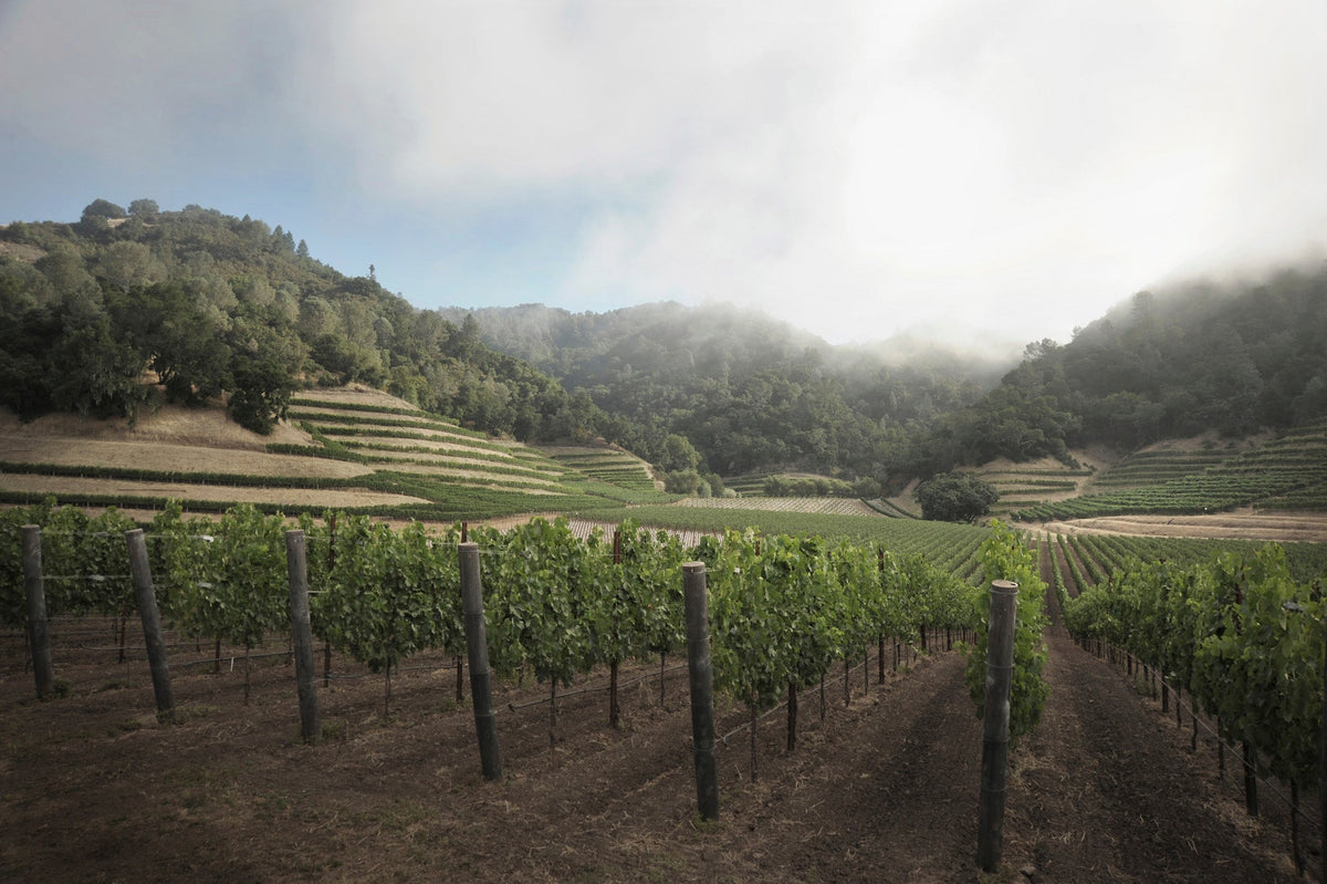Skipstone vineyards