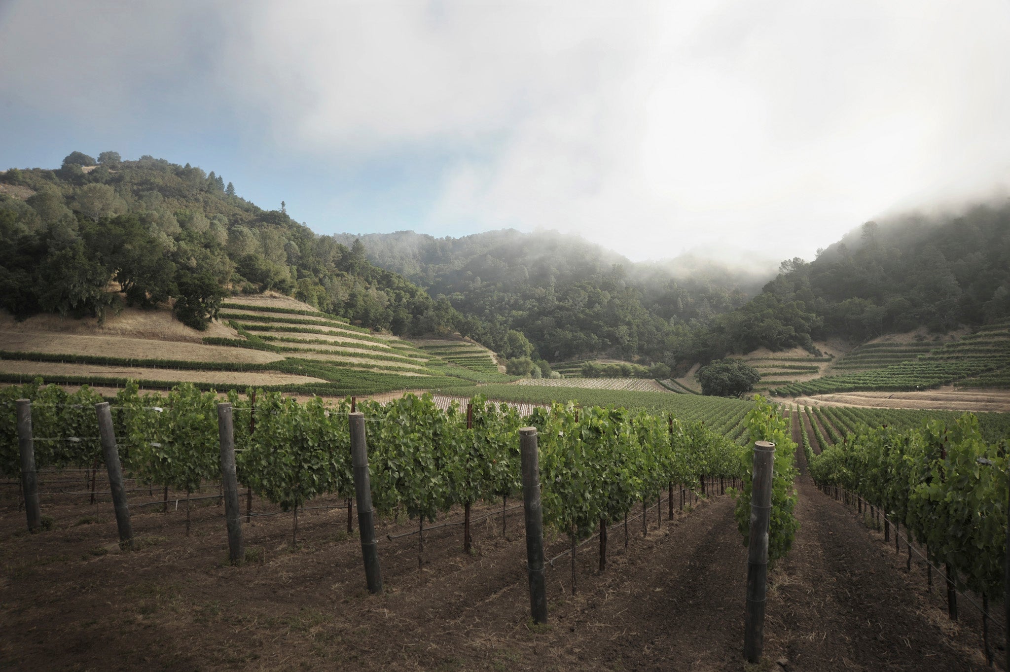 Skipstone vineyards