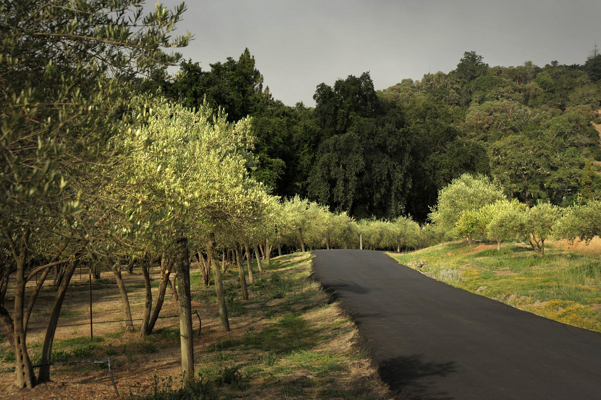 Olive trees