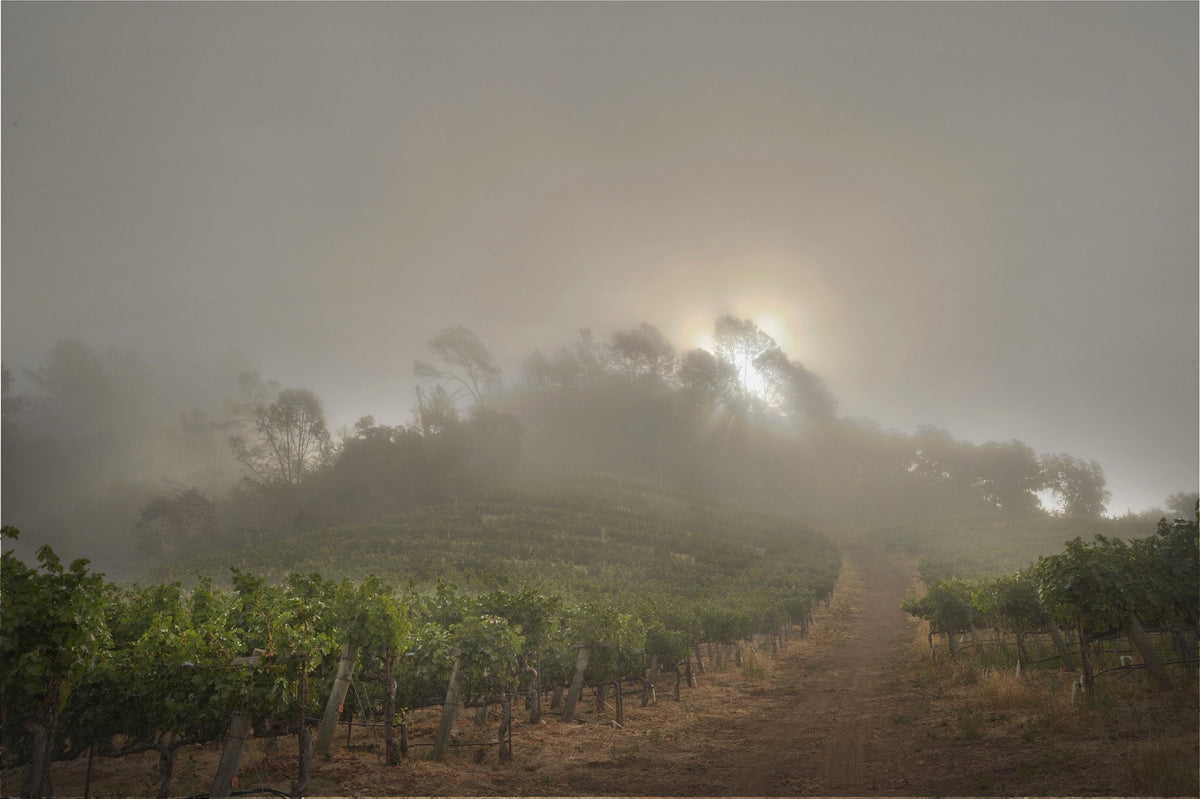 Skipstone vineyards