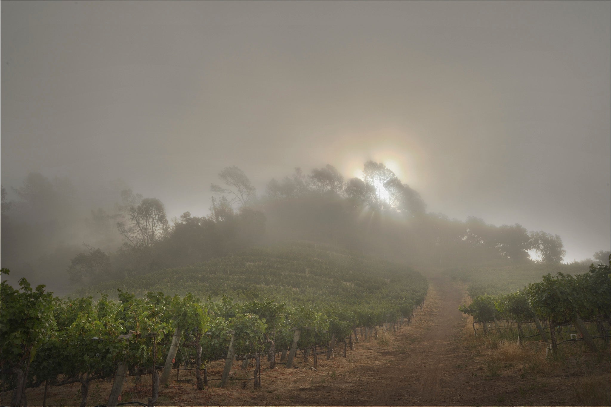 Skipstone vineyards