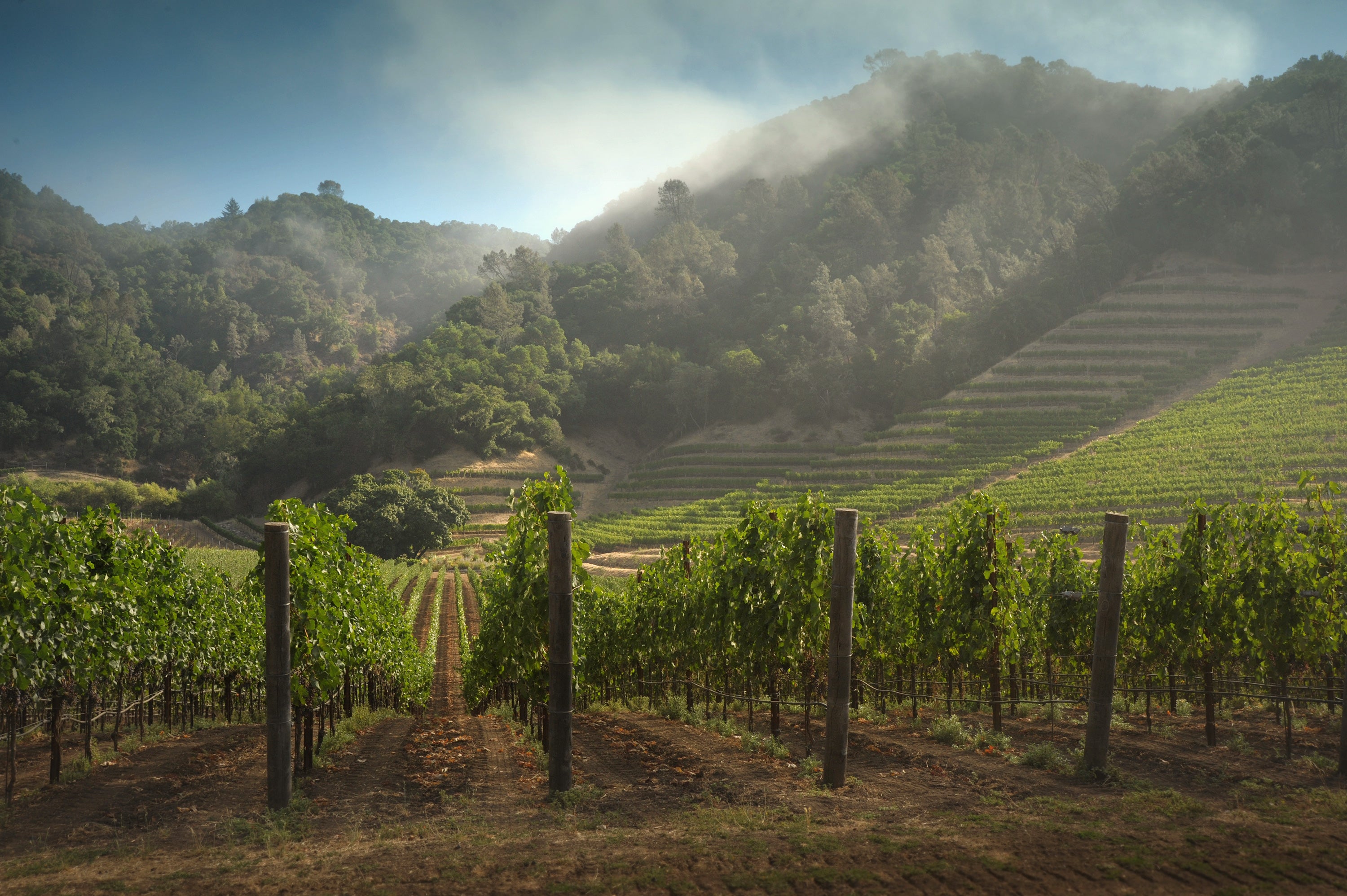 Skipstone vineyards