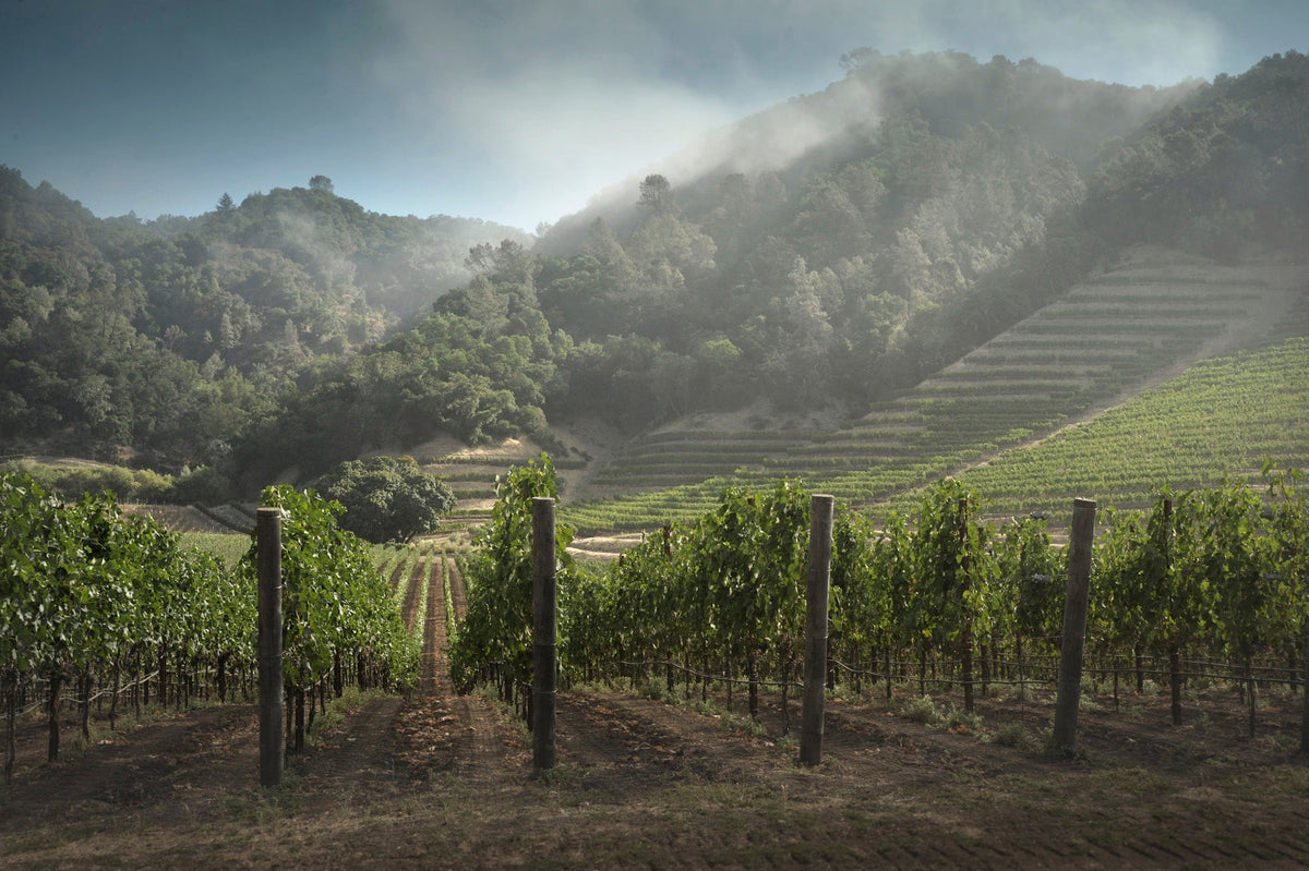 Skipstone vineyards