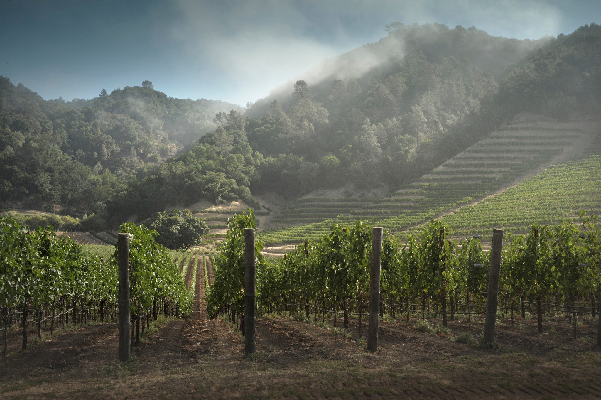 Skipstone vineyards
