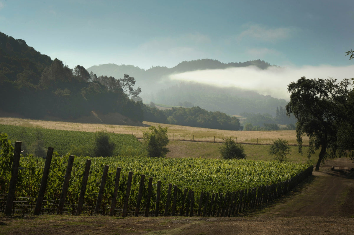 Skipstone vineyards