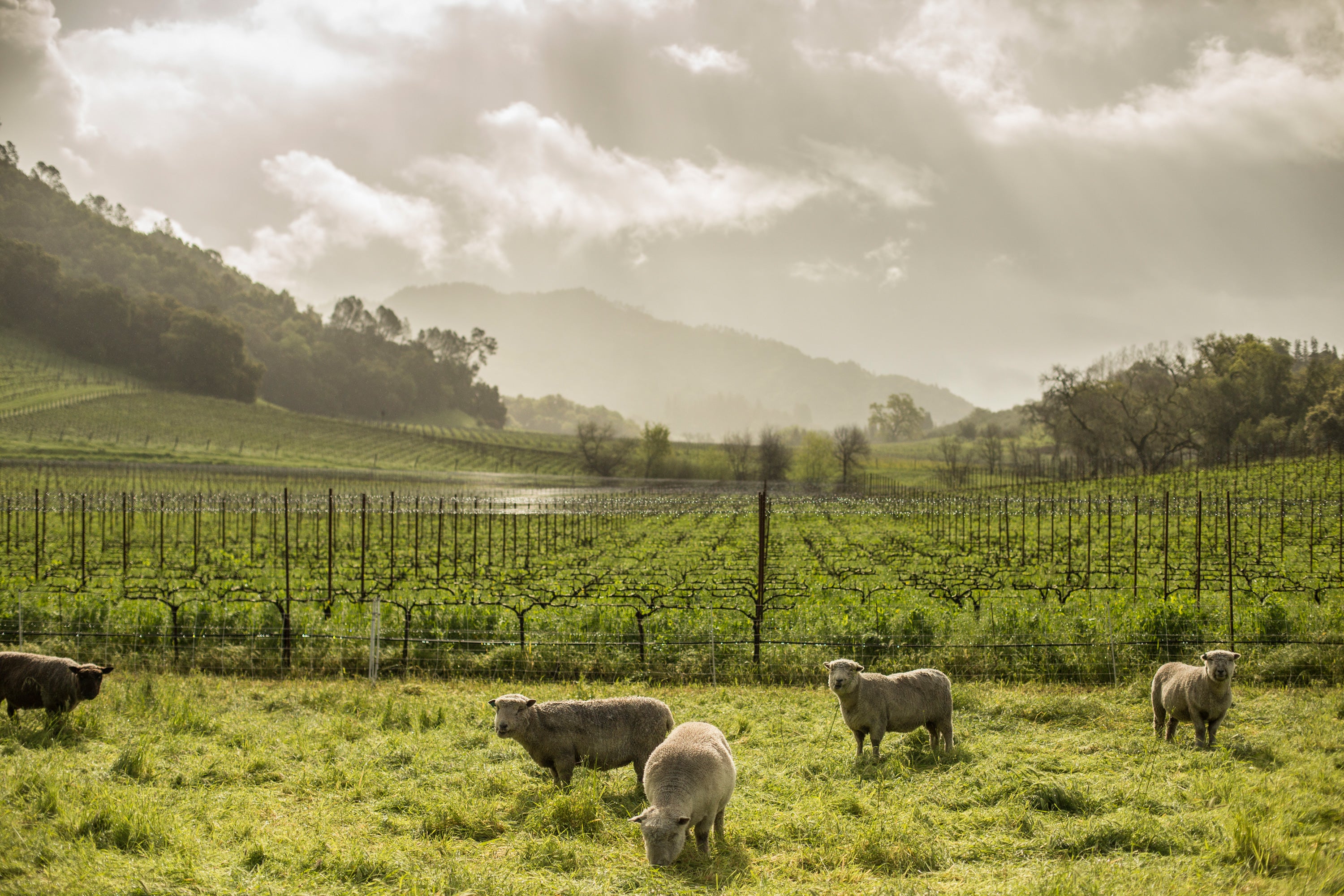 Sheep in Skipstone vineyards