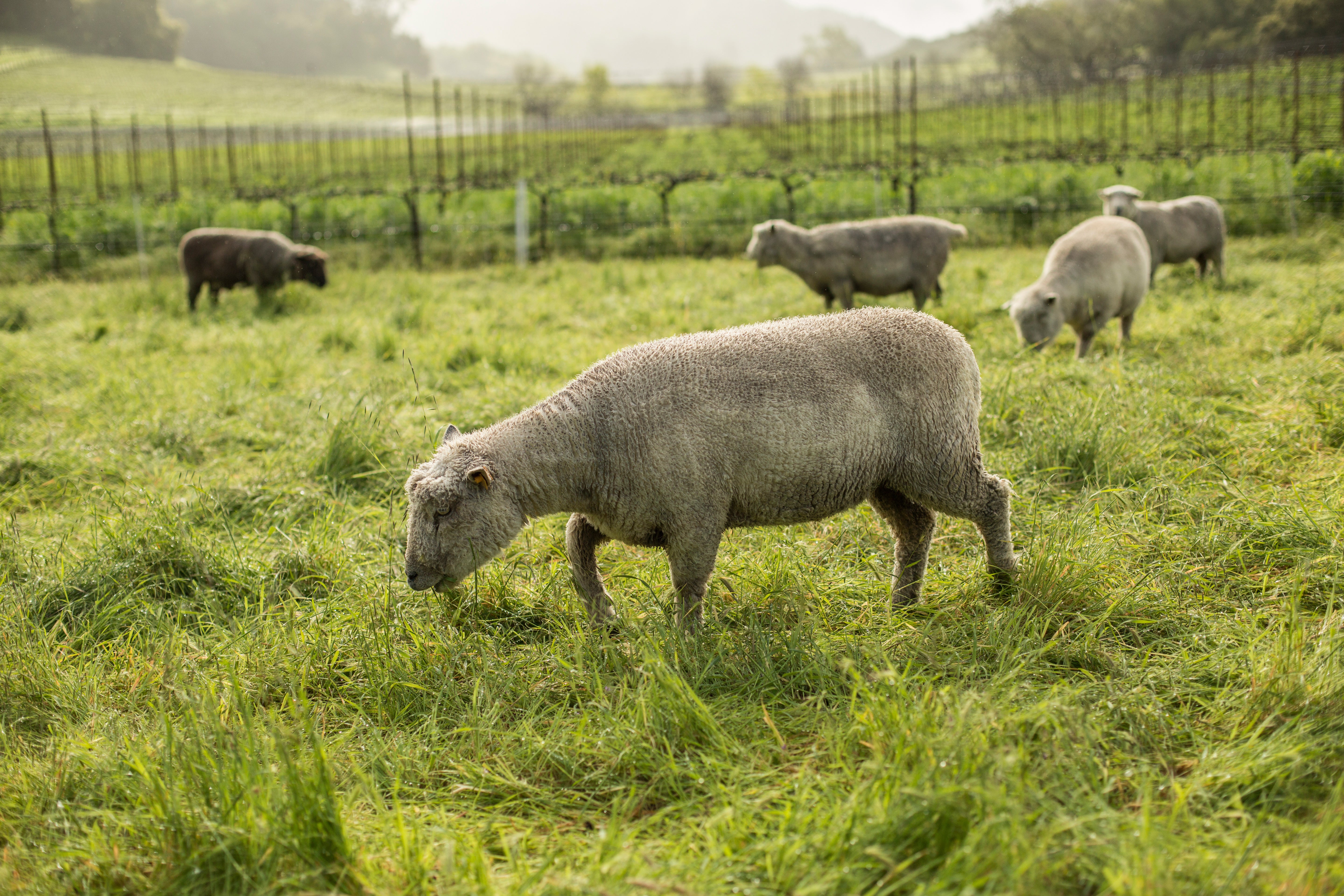 Sheep in Skipstone vineyards