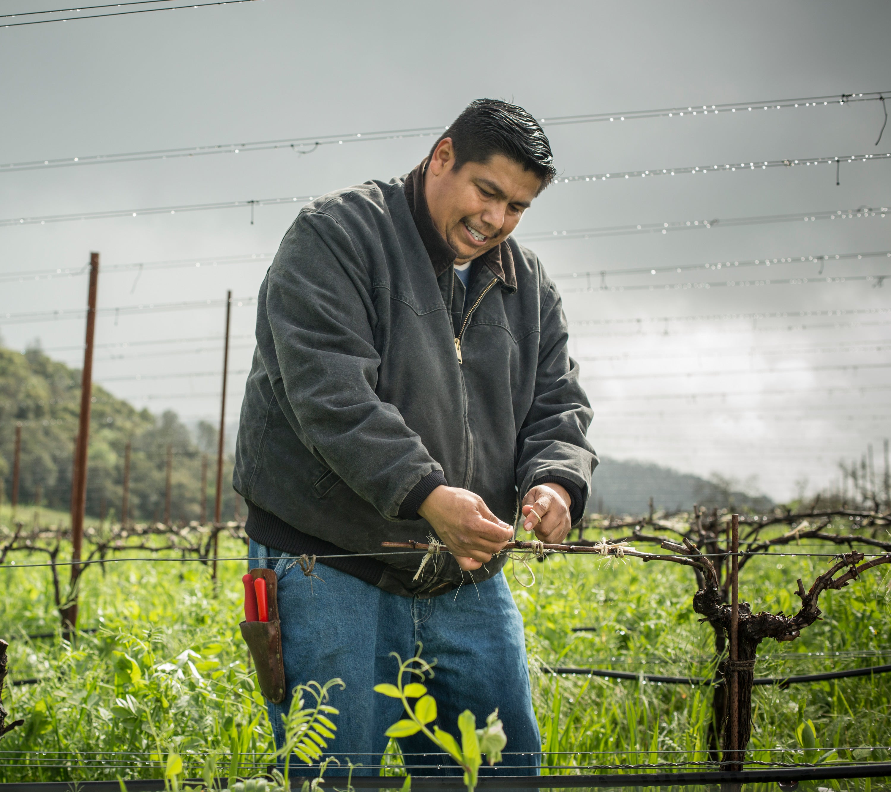 Juan Alcantara working in vineyard