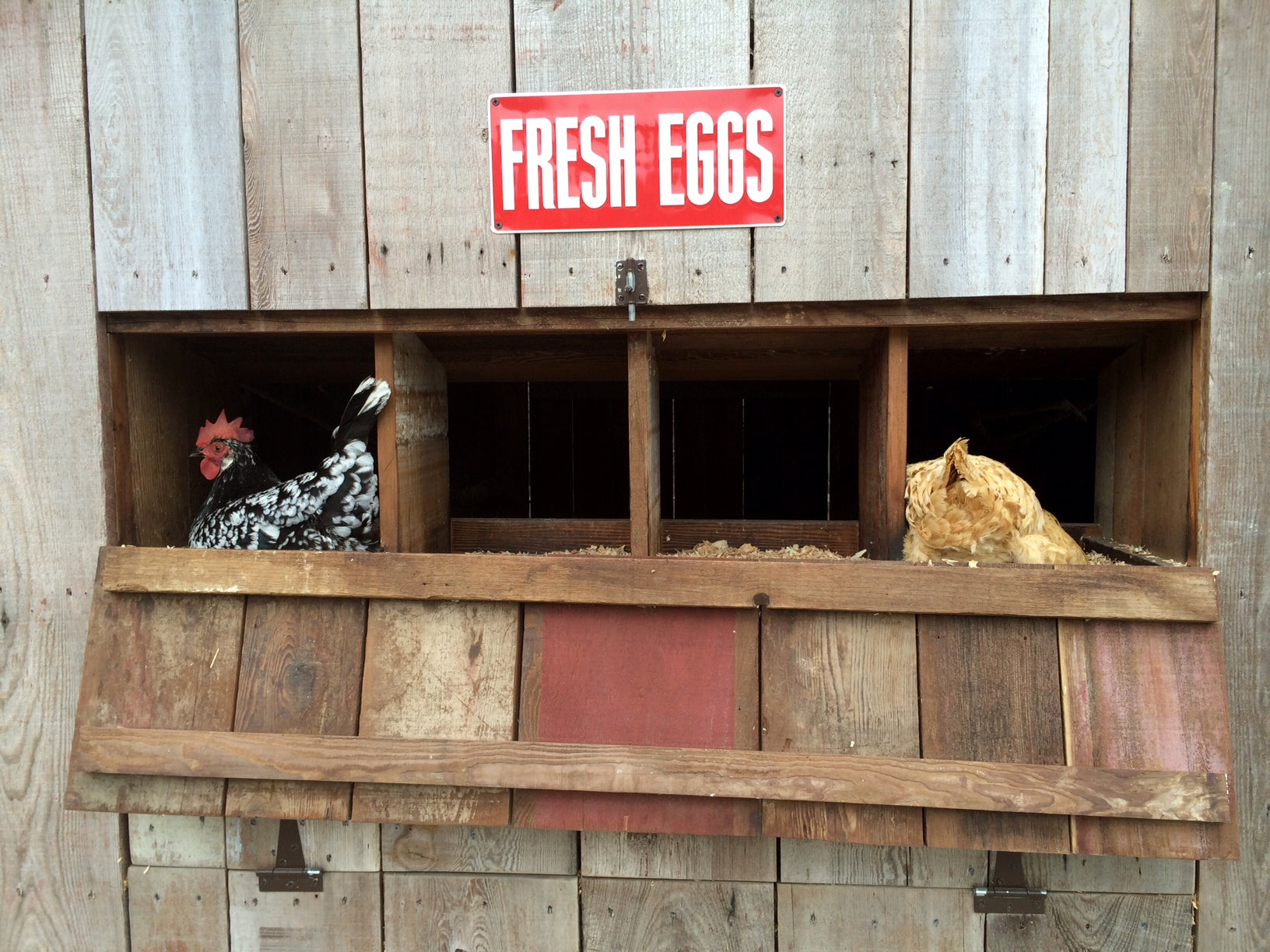 Eggs