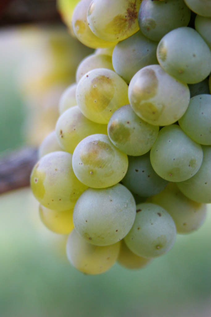 White wine grapes Skipstone Wine